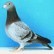 Avatar van IchBinEinOiseau