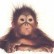 Users image