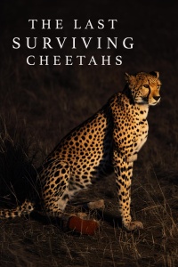 Movie cover