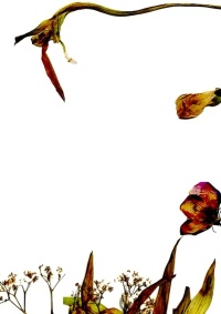 Movie cover